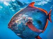 luna; sangre caliente