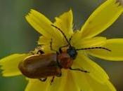 Exosoma lusitanicum (Linnaeus, 1767)