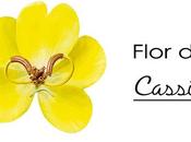 ¿Qué Flor Cassia?