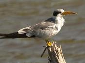 (Large-billed Tern) Phaetusa simplex