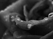 Porque mentira negra...