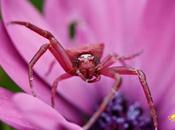 Araña Cangrejo Rosa