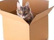 ¿Tienes gatos casa quieres mudarte? asustes!