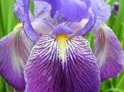Iris (Louise Glück)