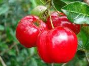 Acerola: súper alimento rico vitamina (ideal para deportistas estresados)