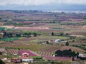 Campos color