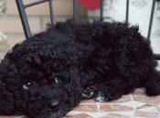 Tobby