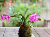 Suculenta Flor