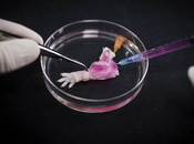 Científicos crean primer extremidad cultivada laboratorio