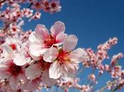 almendro