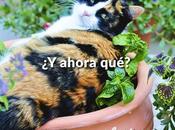 Cómo evitar gatos arruinen huerto/jardín