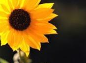 Como sembrar Girasoles