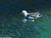 Azul mediterráneo