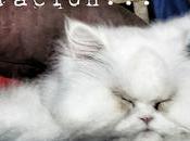 Estamos Agustito XCIX. Momento Concentracion... #funny