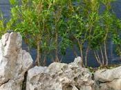 Revisando Buxus sempervirens