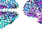 Modelo para seguimiento memes Twitter arroja sobre difusión información cerebro