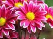 nervios FLOR piel