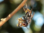 Avispa asiatica: secciona cabeza abdomen asian wasp: cuts thehead abdomen.