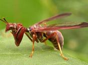 Mantidfly peor pesadilla ¿Por naturaleza terrible?