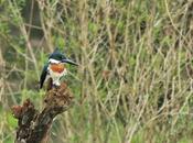 Martín Pescador mediano (Chloroceryle amazona)