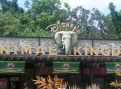 Orlando (VI): Animal Kingdom