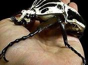 Escarabajo Goliat