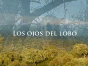 Noche, ojos lobo…