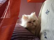 Androidografia Barakaldo CDXCII. Ninja #fotografia