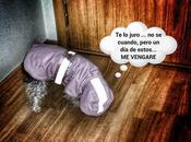 Estamos Agustito vengareeee #funny