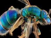 Abejas naciendo (timelapse NatGeo)