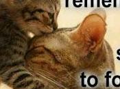 Trabajos enero-junio 2015 tortuga pecosa