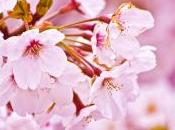 flor deseada