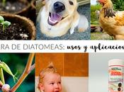 Tierra diatomeas: Todos usos aplicaciones