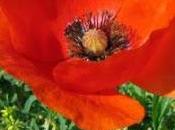 Amapola