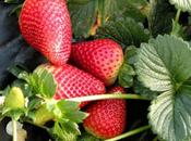Consejos para cultivar fresas