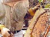 Asturias exige plan para reactivar apicultura cornisa cantábrica.