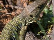 lagarto ocelado (Lacerta lepida) Camino Santiago