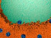 Nanoesponjas para neutralizar ataque bacteria resistente antibióticos
