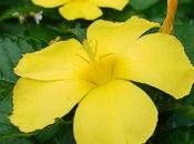Damiana