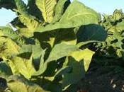 Como sembrar Tabaco ecológico