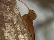 Picapalo colorado (Red-billed Scythebill) Campylorhamphus trochilirostris