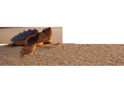 Emprendimiento lento: receta para empresas sociales