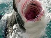tiburones blancos aman Death Metal