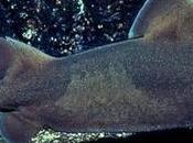 Cerdo marino