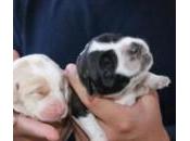 Tres cachorros camada sobreviven tras lanzados desde puente bolsa basura