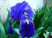 Iris barbados