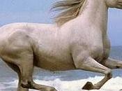 fortuna juega nosotros