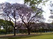 Árboles color azul Buenos Aires