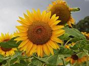 Girasoles azorados