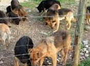 "Matan perros Pirque"